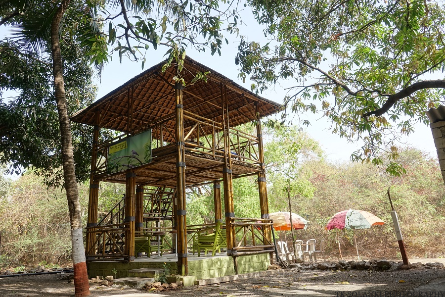 Sasan Gir Pre Wedding 